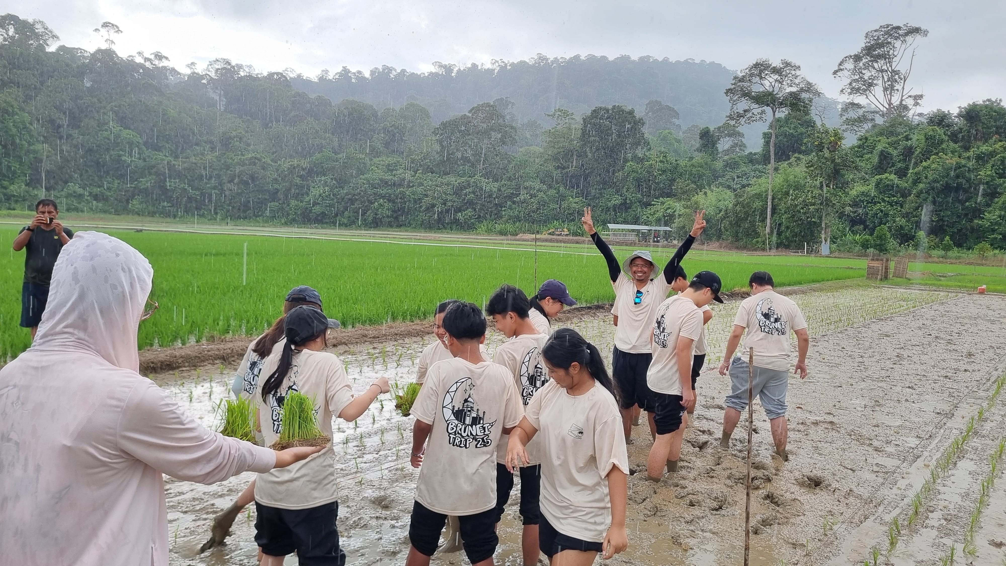A group in matching white Brunei Trip 25 shirts plant rice in a muddy paddy field surrounded by dense jungle.