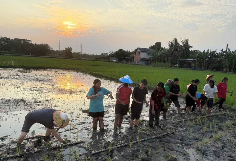A group of people plant rice seedlings in a muddy paddy field at sunset, with green fields and trees behind them.