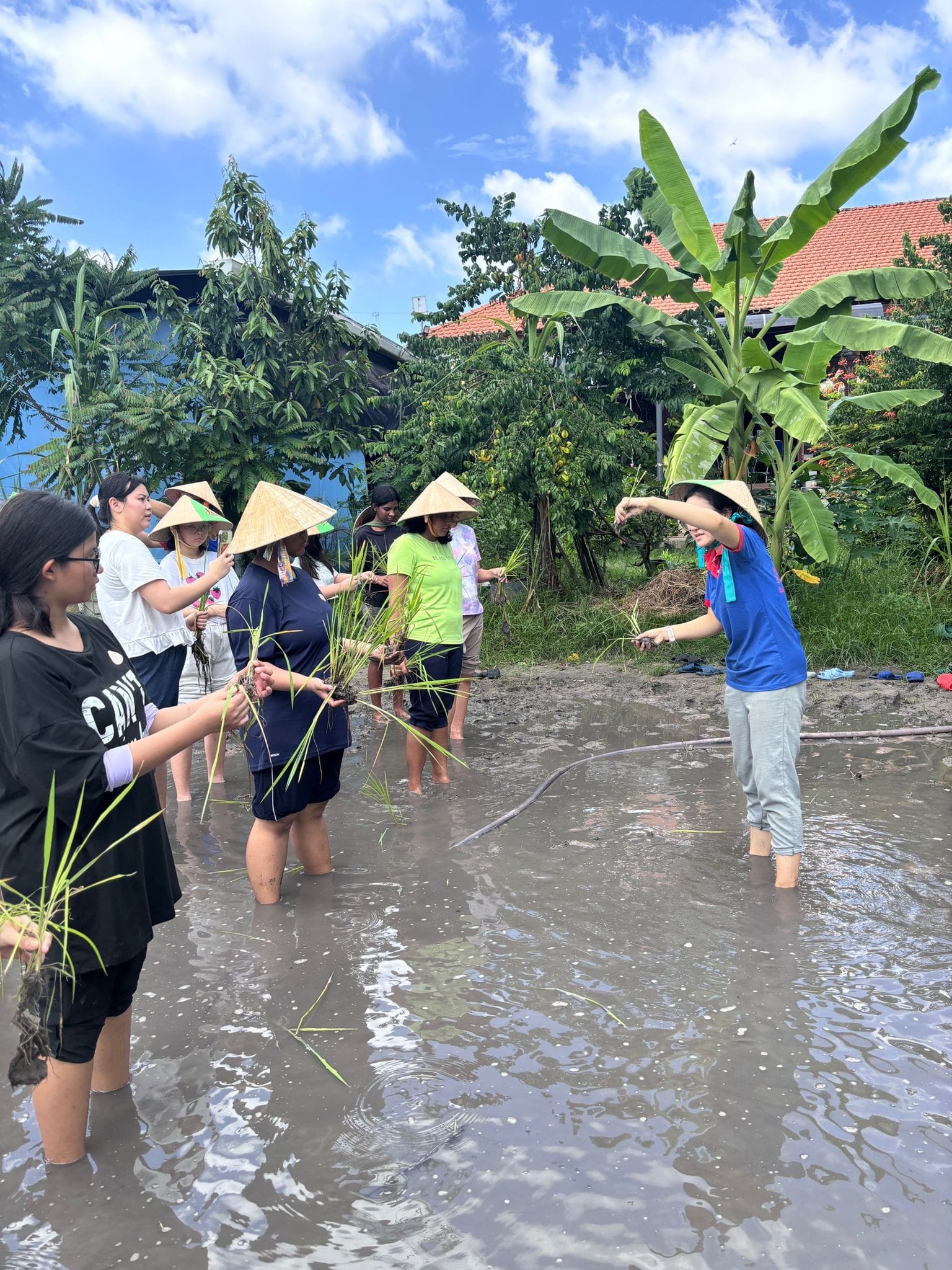 A group of people wearing conical hats standing in a padi field
