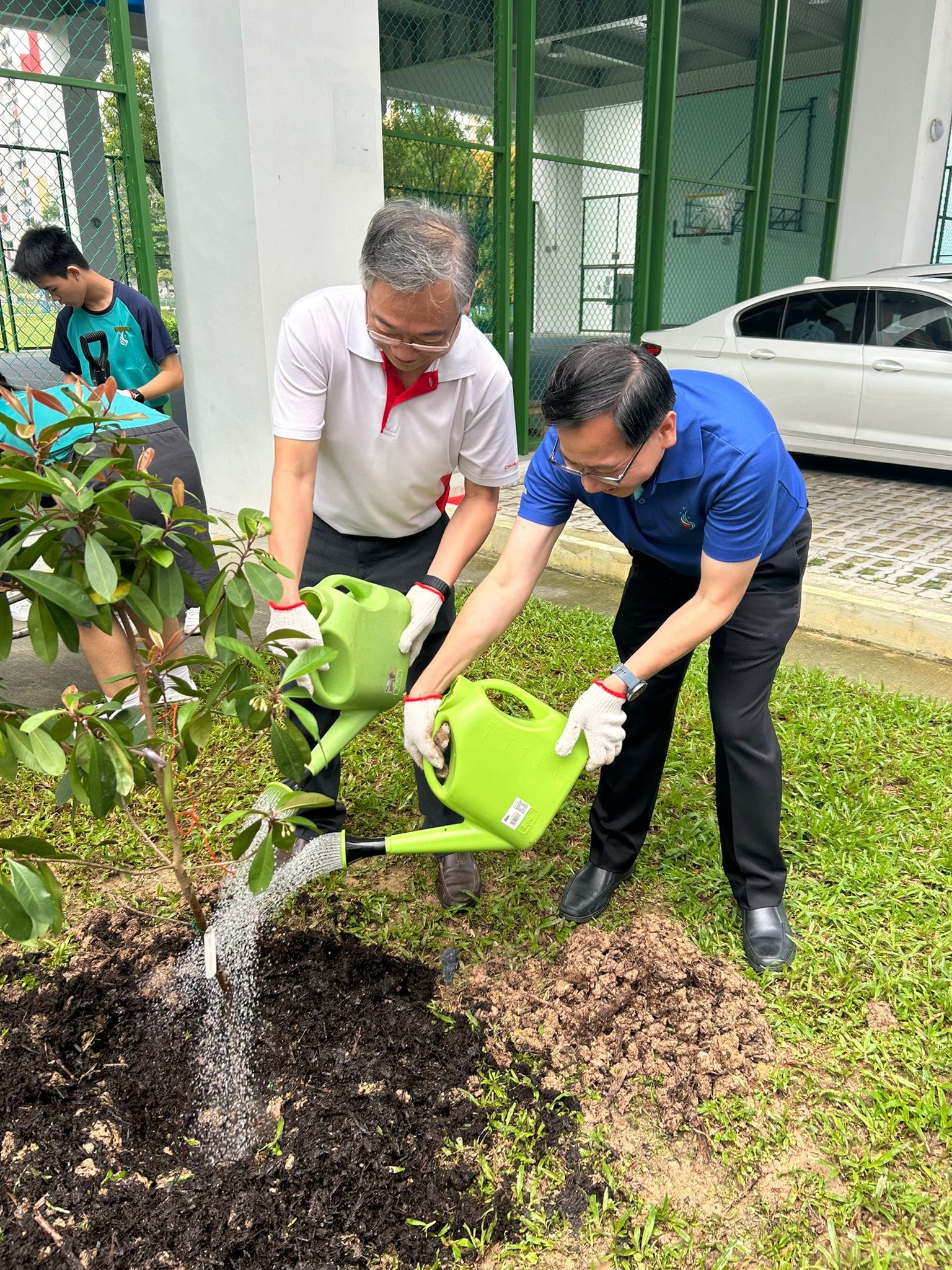 Two men wearing gloves use green watering cans to water a newly planted sapling in soil outdoors.