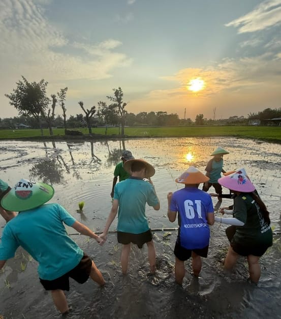 Several people wearing colorful straw hats stand in a flooded rice paddy planting rice at sunset.