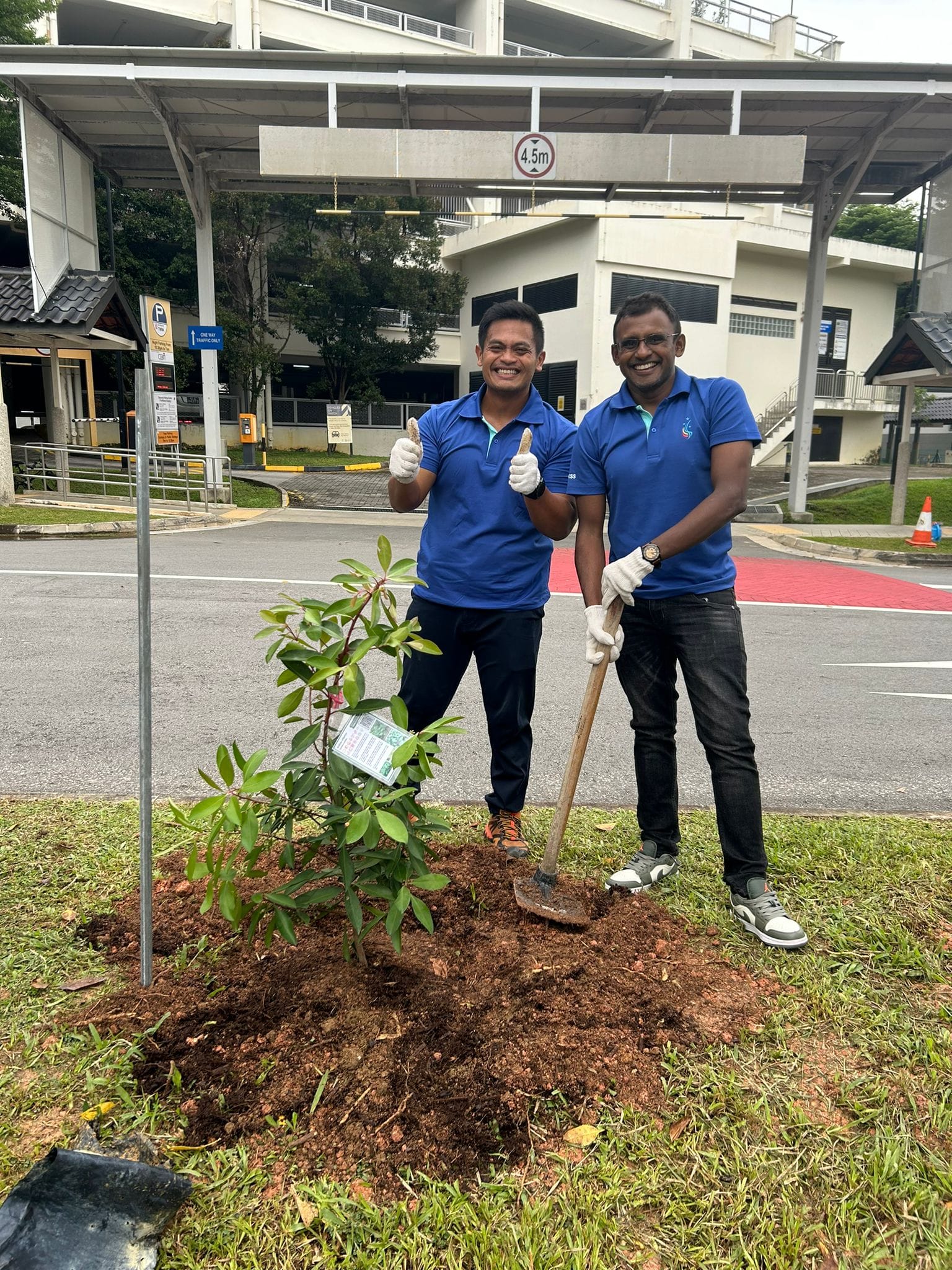 Two smiling men in blue shirts with gloves pose beside a freshly planted young tree on a roadside grass patch.