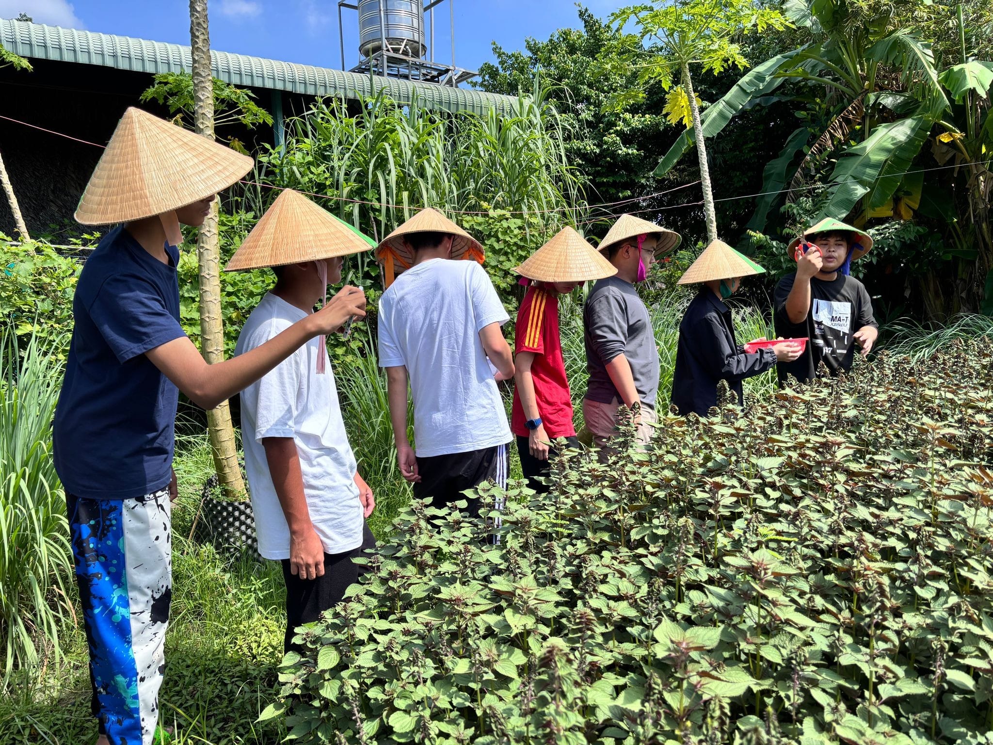 Please add an alternate text for this imaA group of people wearing conical hats picking herbs