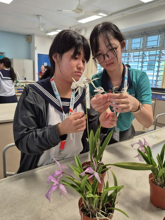 Two young women in a classroom examine white orchid flowers over potted purple orchid plants on a table.