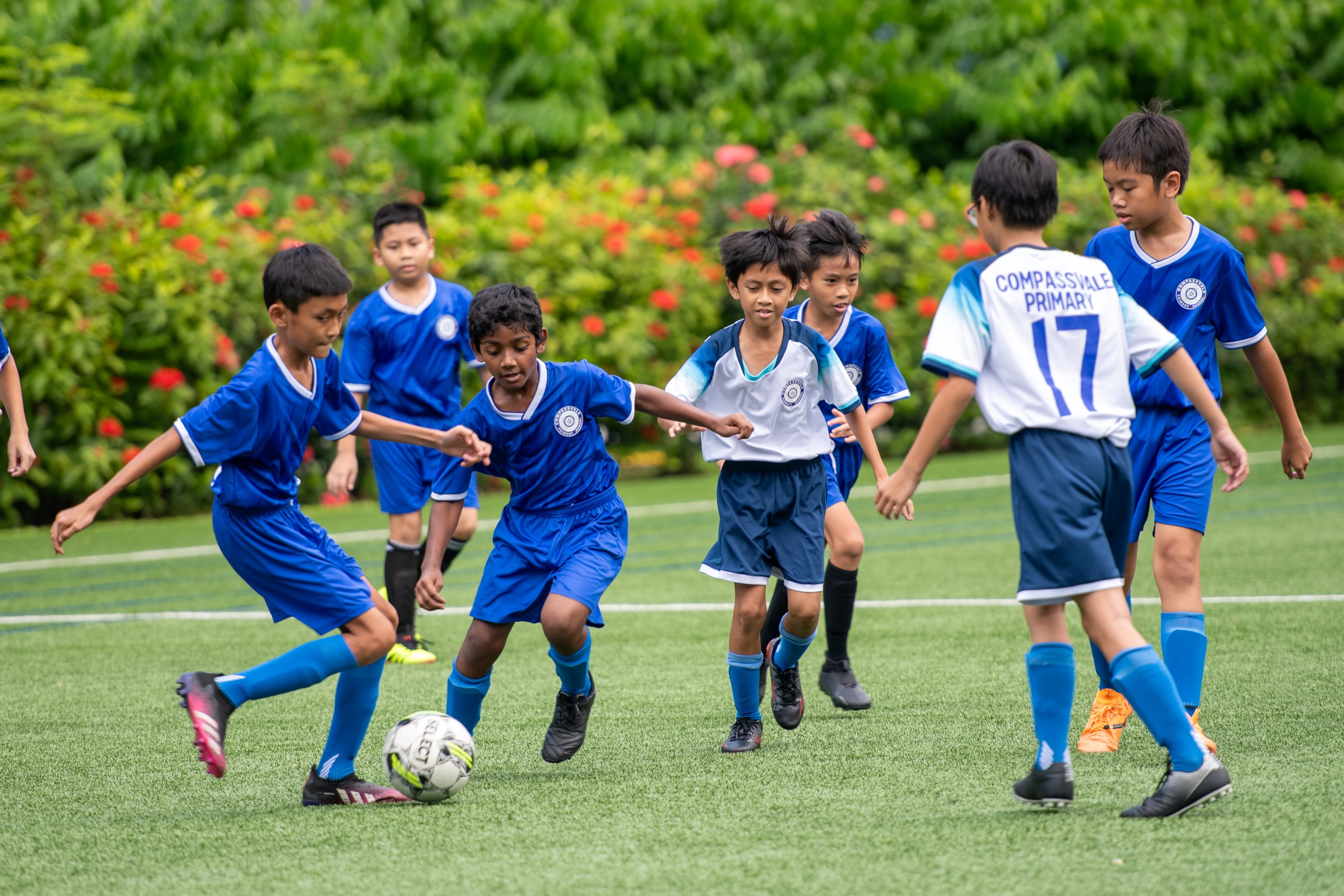 Young boys in blue and white kits play soccer on a green field, with red flowering shrubs in the background.