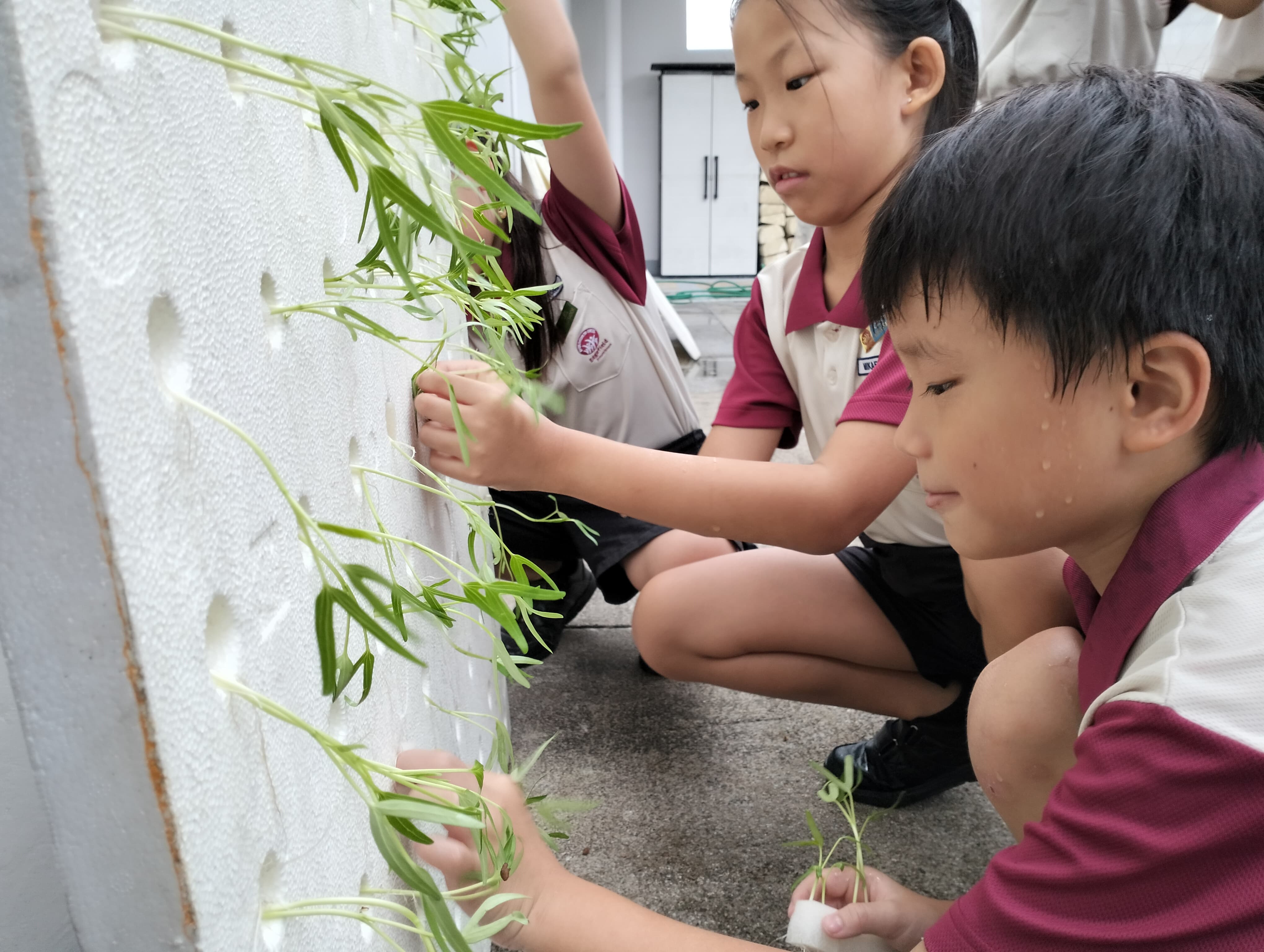 Two young students in school uniforms insert green plant cuttings into holes in a white foam board.