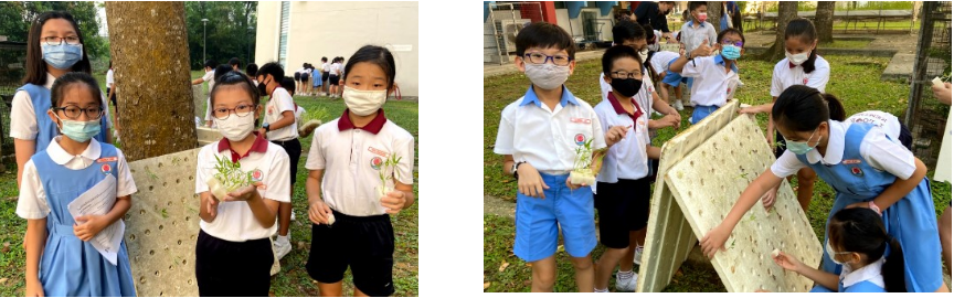 Young schoolchildren wearing masks outdoors, holding small plants and examining a perforated board together.