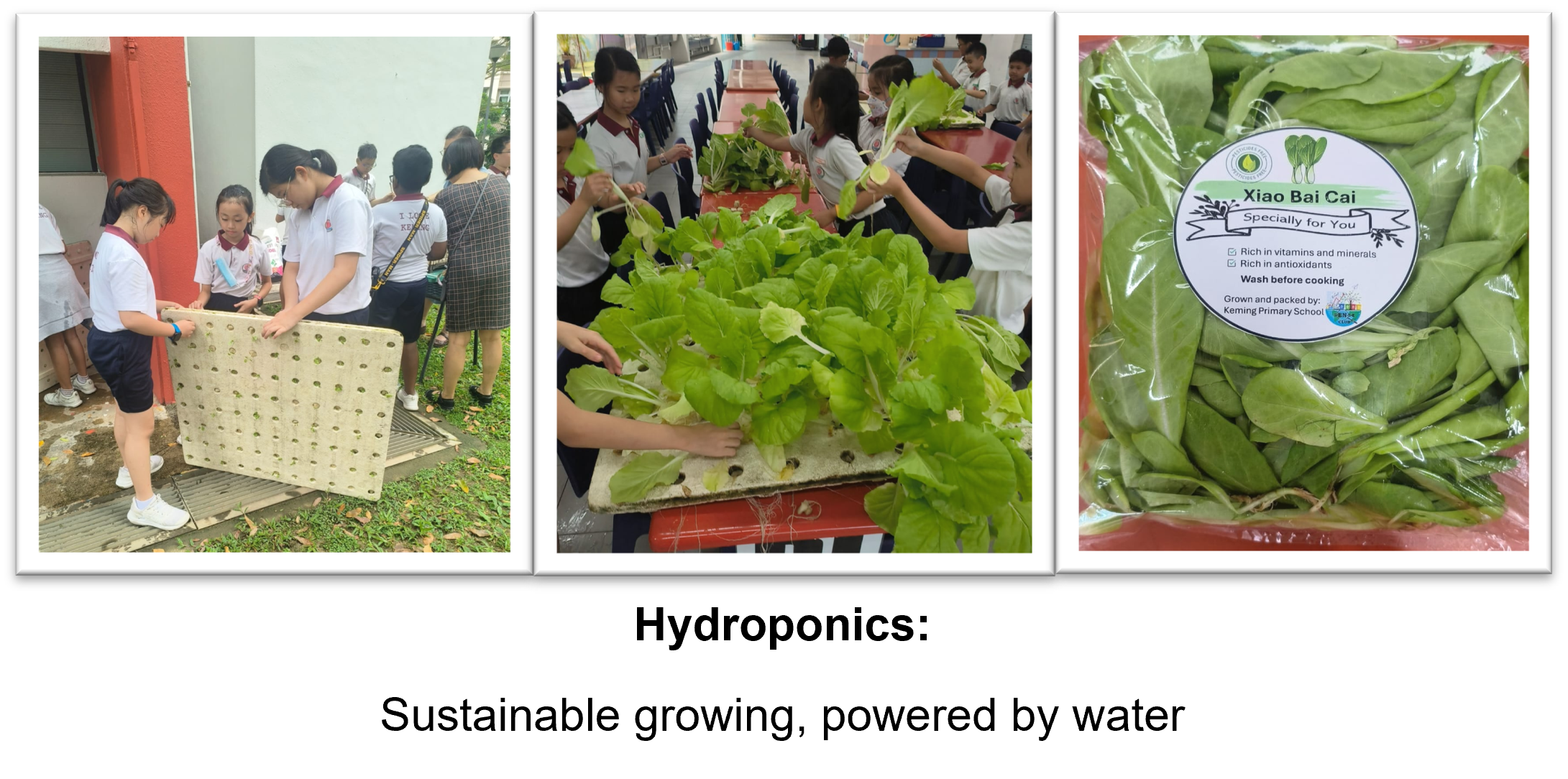 hydroponics
