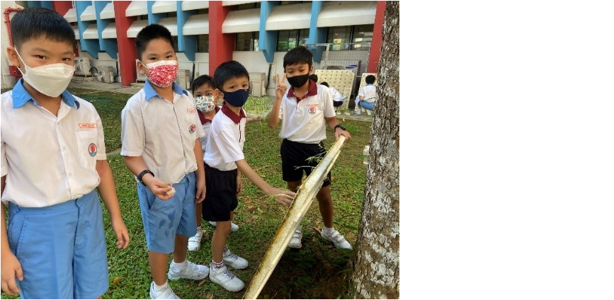 Four young students in school uniforms and face masks stand outdoors near a tree, examining a long stick.