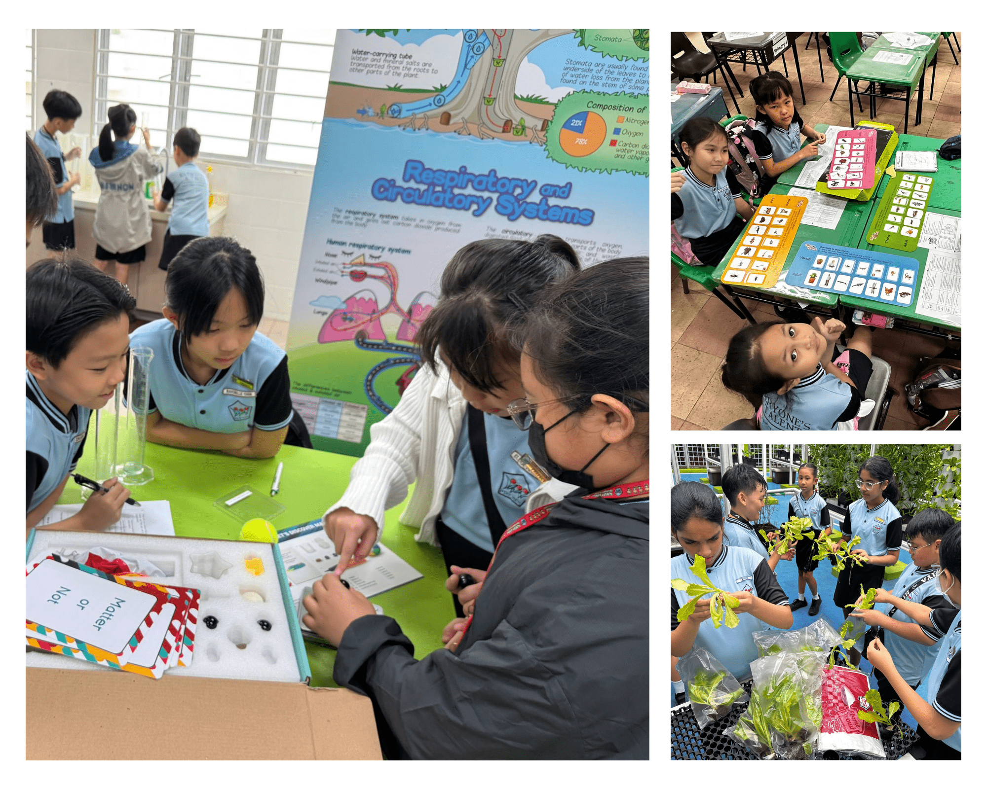 Students in blue uniforms doing science activities: studying a body systems poster, examining cards, and handling plants outdoors.