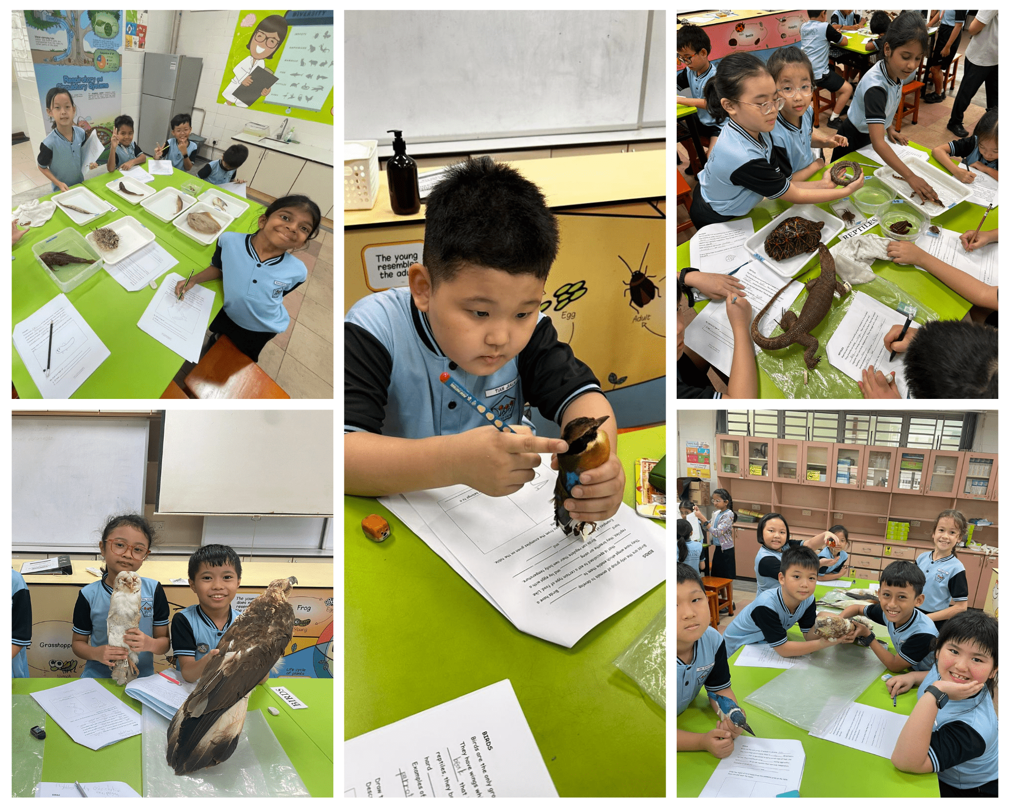 Young students in blue uniforms examine taxidermied animals including birds and a lizard during a classroom science activity.