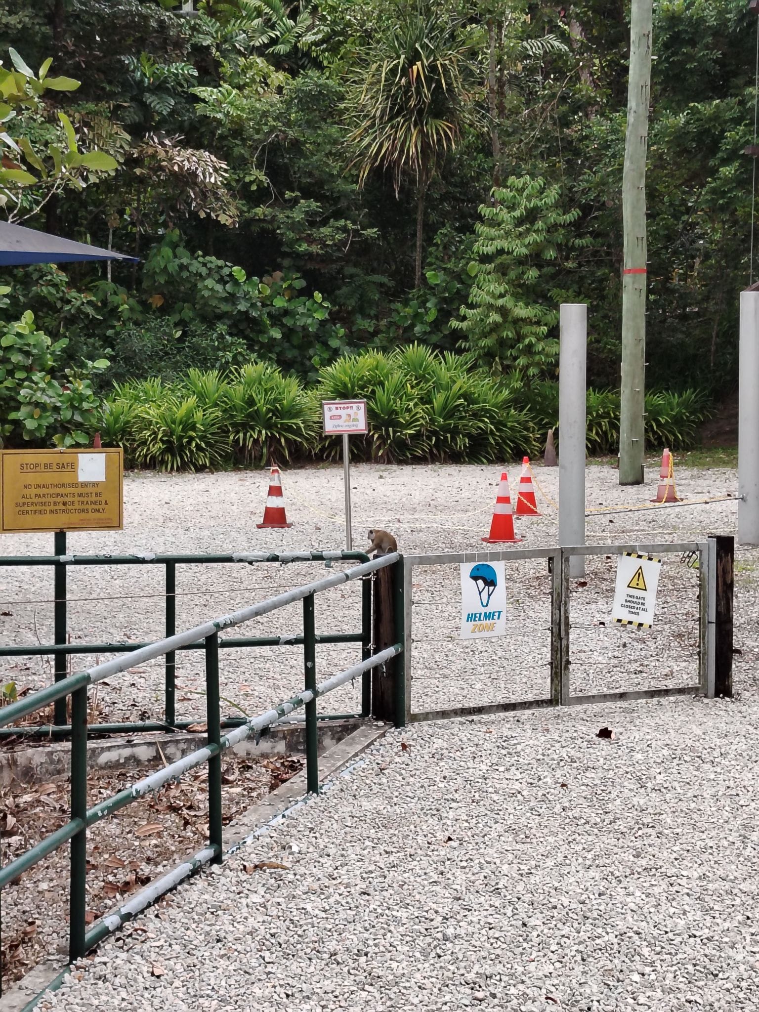 A monkey sits on a metal gate at a gravel outdoor activity area with traffic cones, safety signs, and trees behind.
