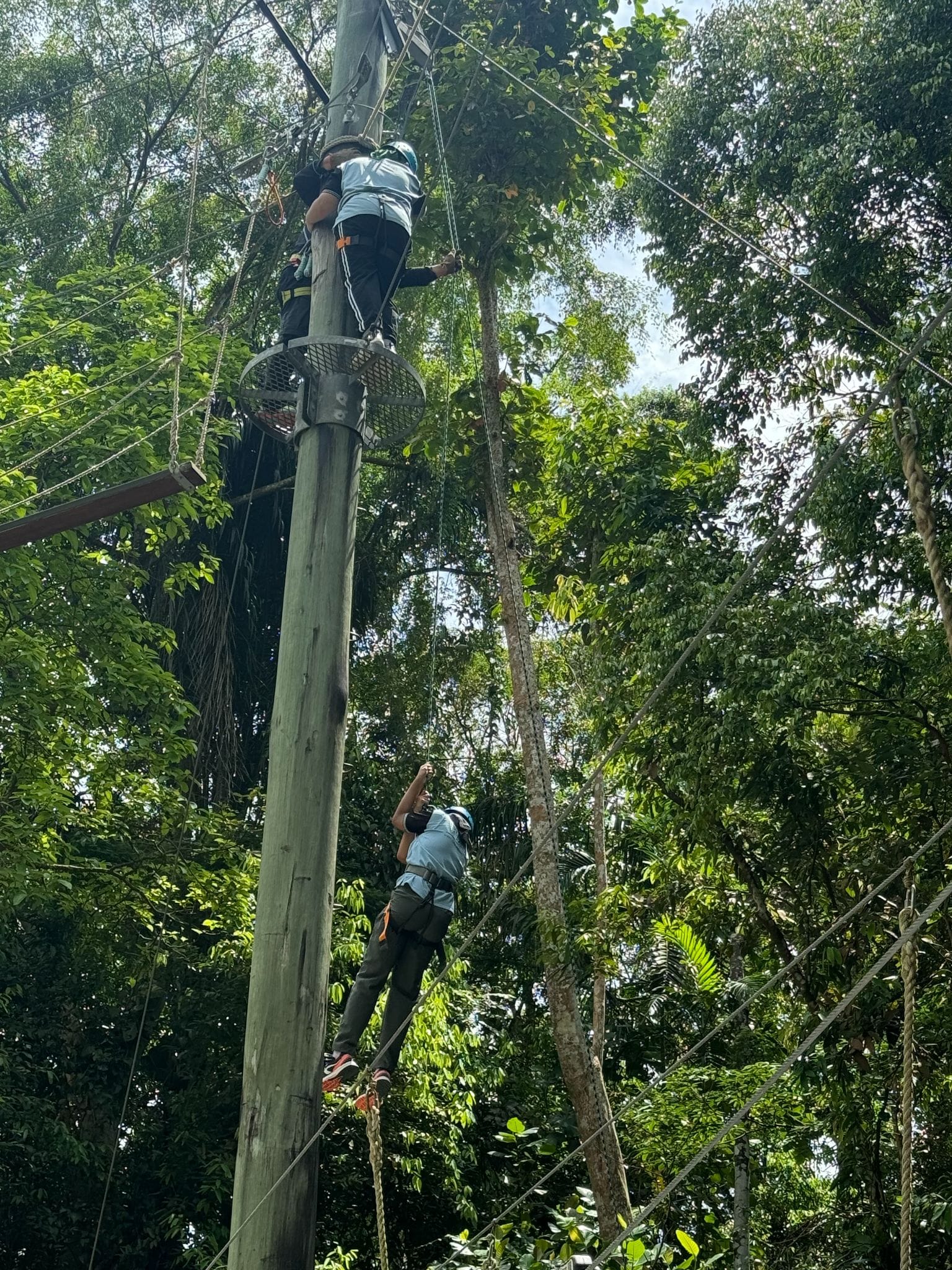 Two people wearing helmets and harnesses climb a tall wooden pole surrounded by green trees.
