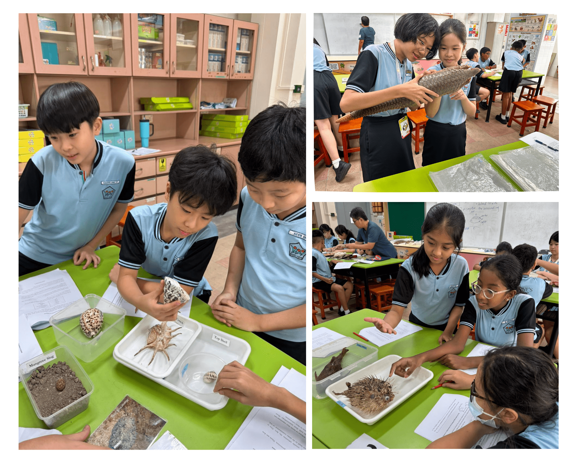 Students in blue uniforms examine shells, a pufferfish, and a large scaly specimen during a classroom science activity.