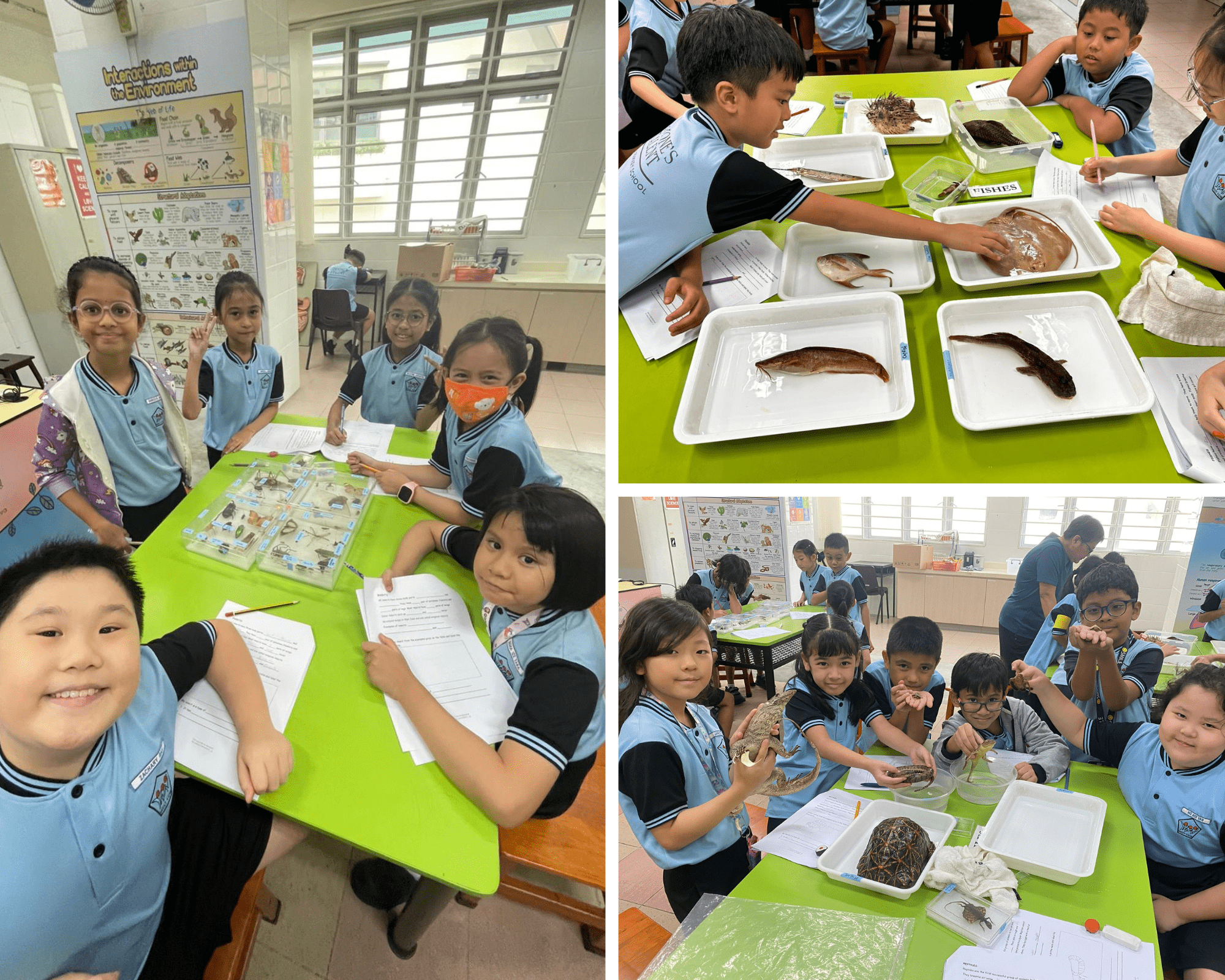 Students in blue uniforms examine animals including fish, a turtle, and insects on trays during a science lesson.