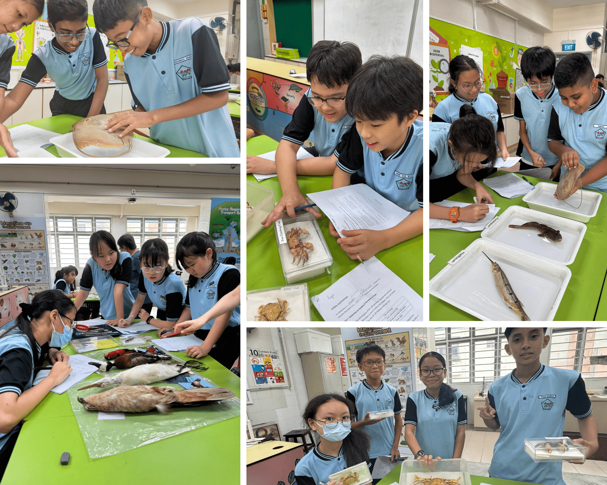 Students in blue uniforms examine preserved animals like crabs, fish, and birds during a science class activity.
