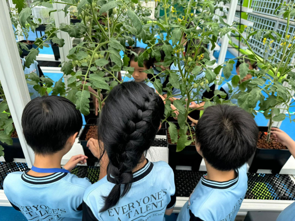 Three children in light blue school uniforms examining tall green tomato plants in an indoor growing setup.