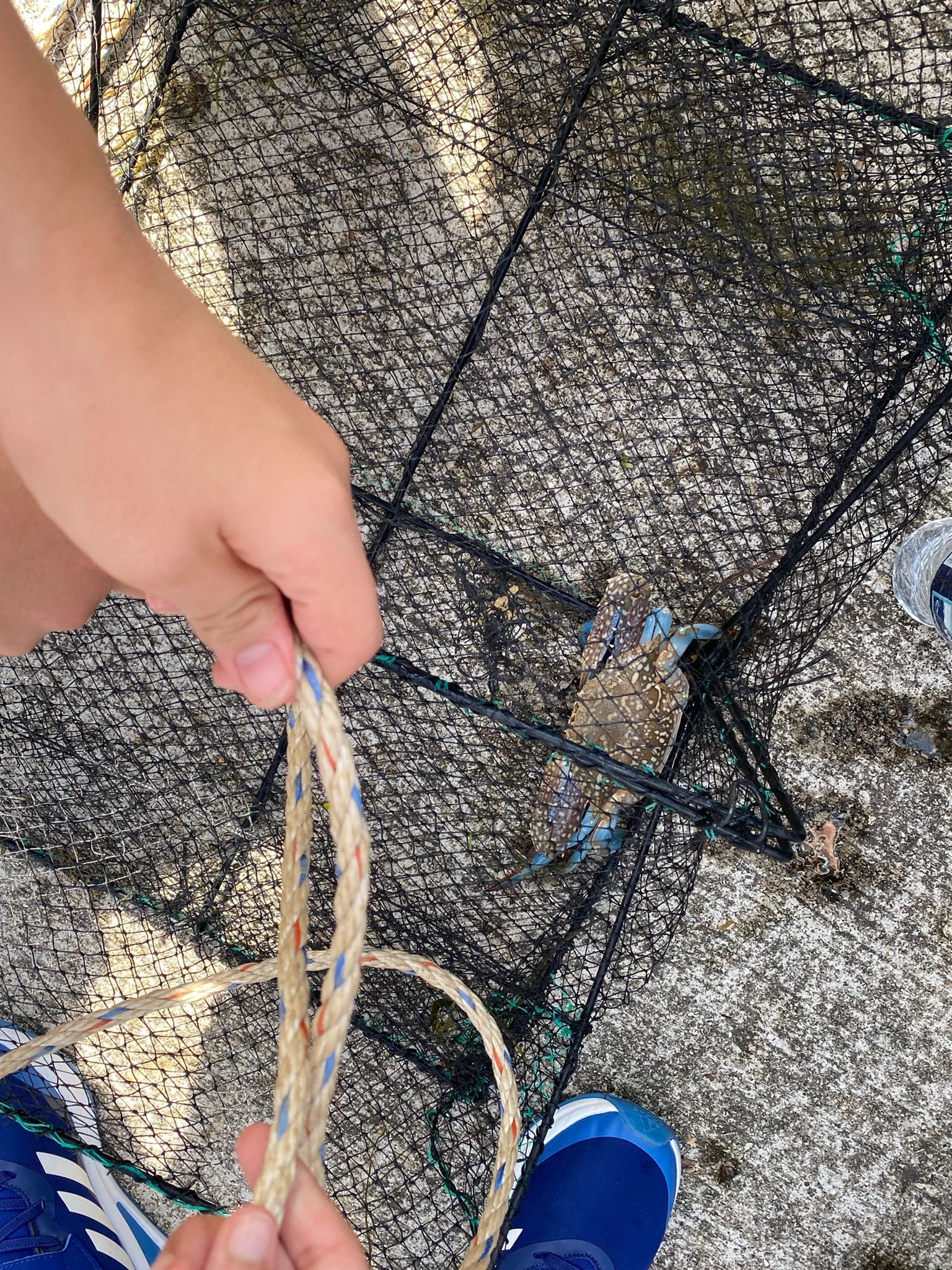 A hand holds a rope attached to a black wire crab trap containing a blue crab on a rocky surface.