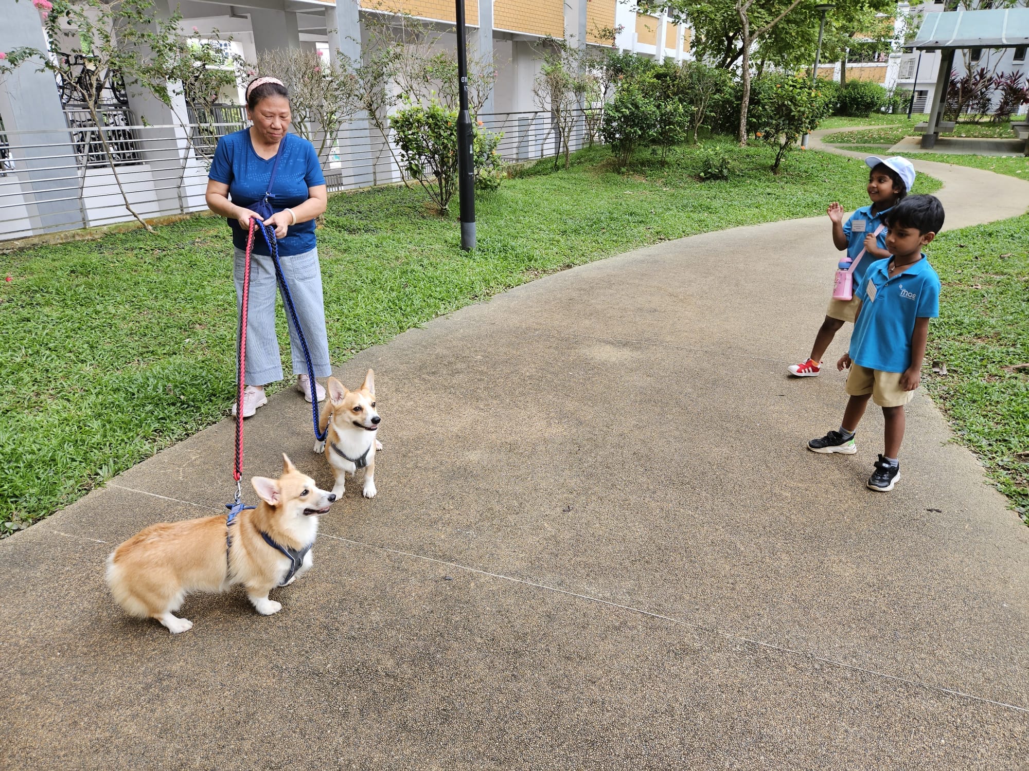 A woman walks two corgis on leashes along a path while two young children in blue uniforms wave at the dogs.