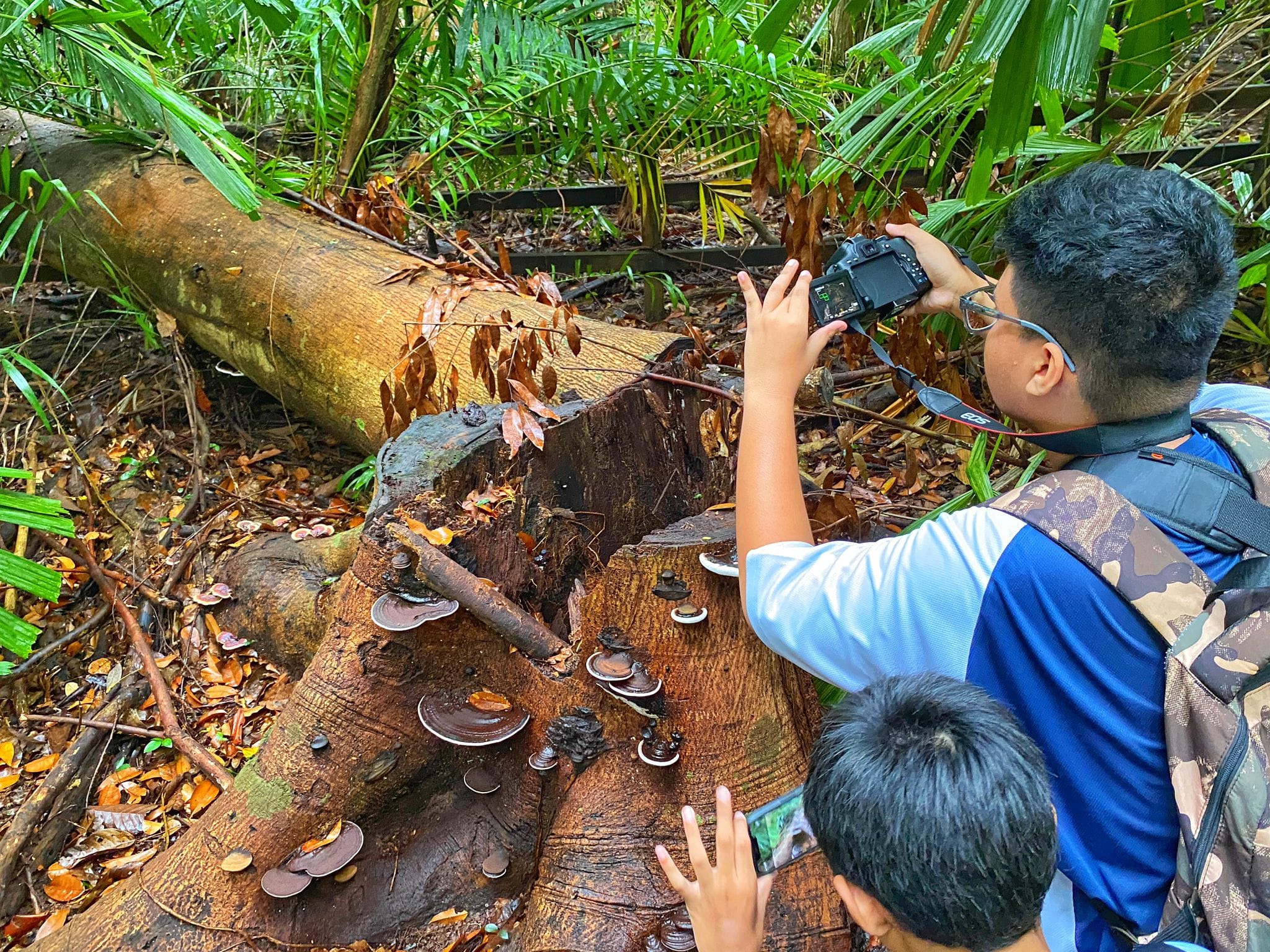 Two media club students photograph bracket fungi growing on a fallen log in a tropical forest.