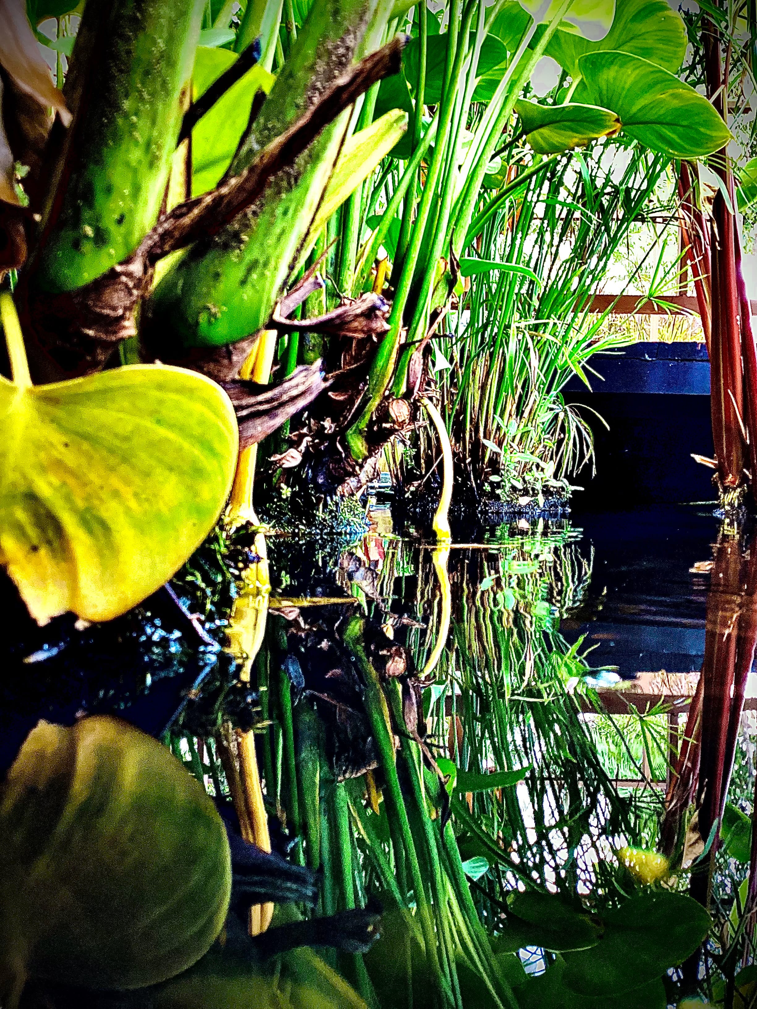 Close-up photo of green pond plants and leaves reflected in dark water.