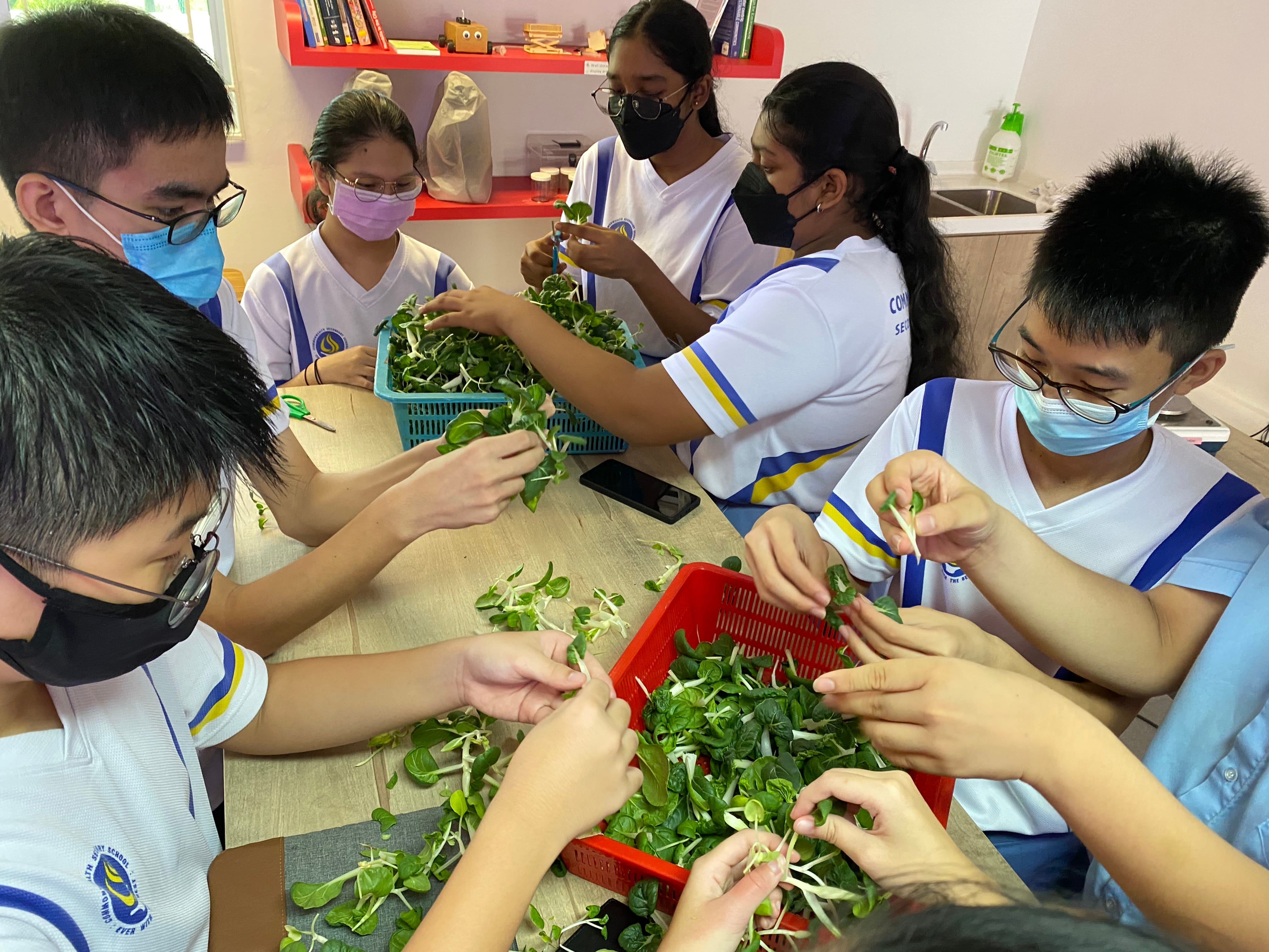 Six masked students in white uniforms sit around a table sorting and trimming green leafy vegetables into baskets.