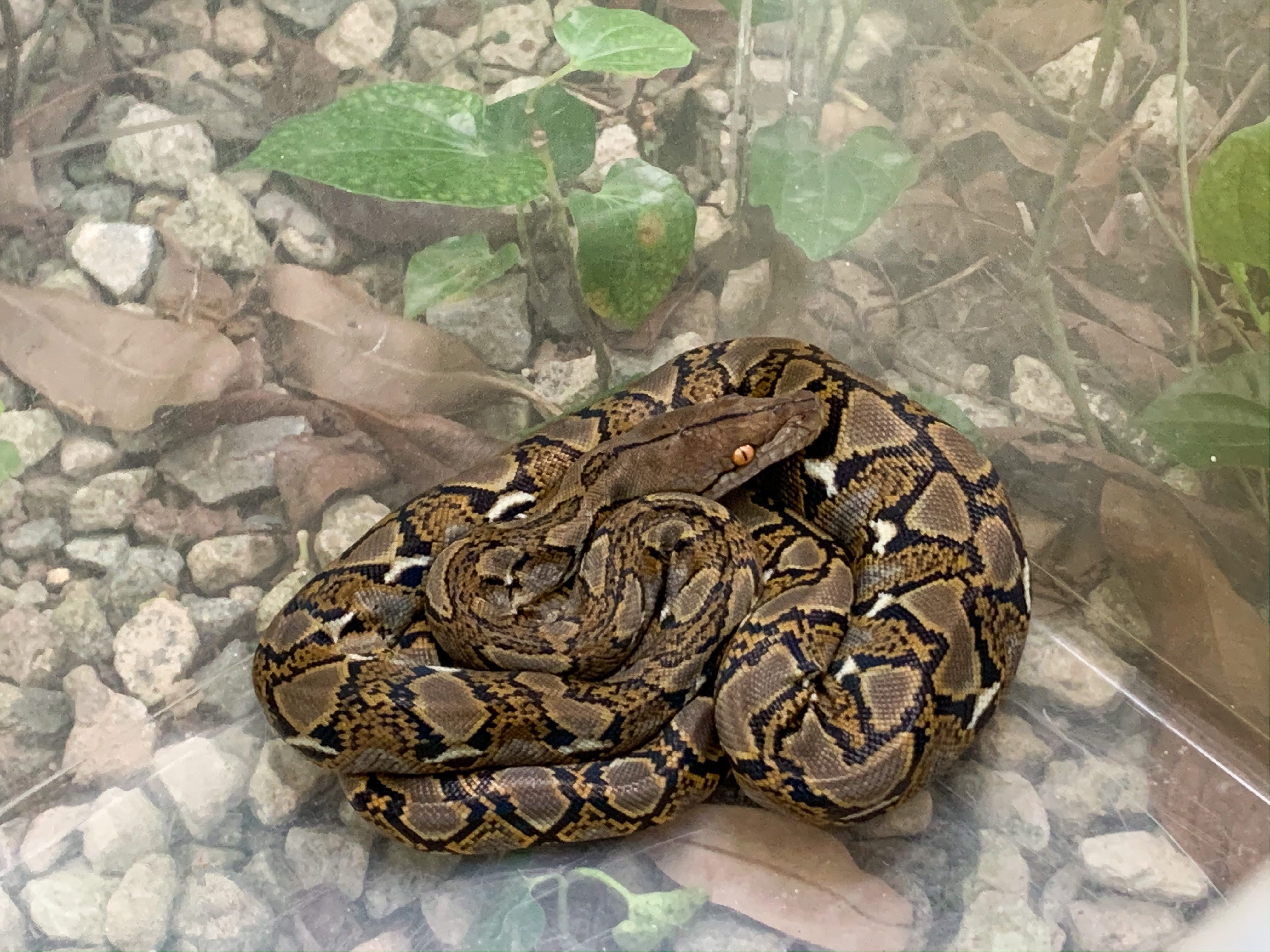 A brown and black patterned boa constrictor coiled on gravel inside a glass enclosure with green leaves nearby.