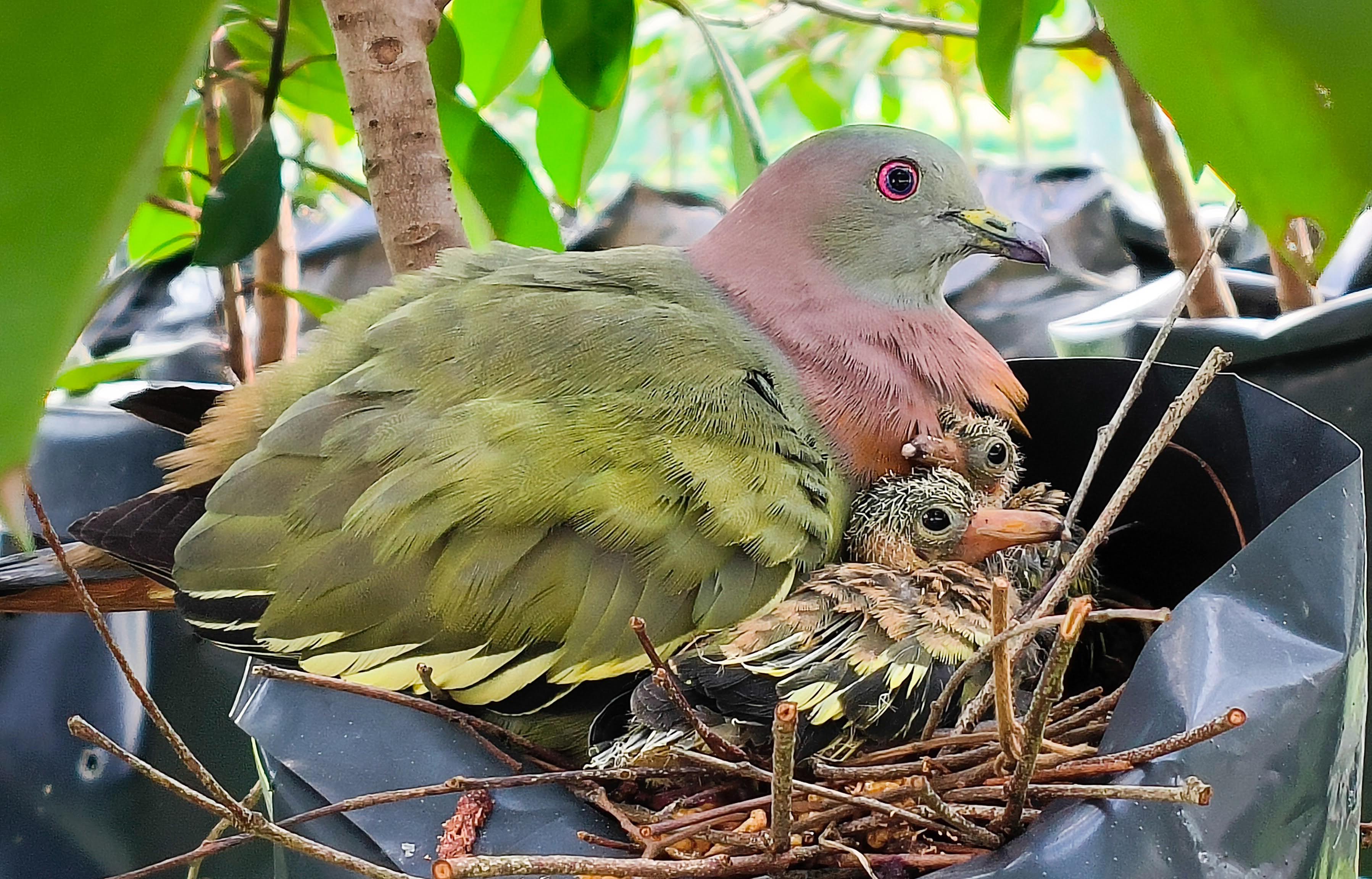 A green and brown dove with a red eye sits on a twig nest with two tiny chicks beside it.
