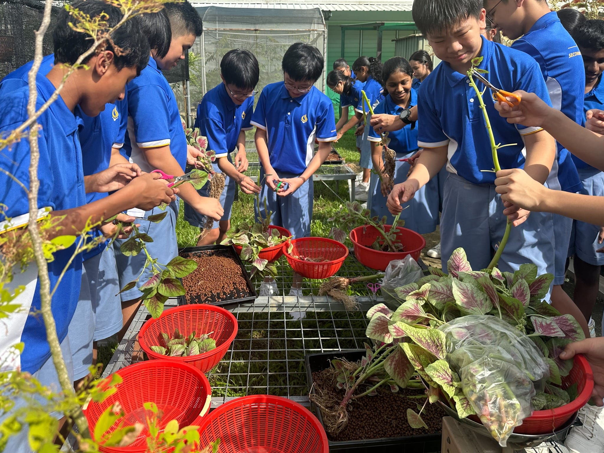 Students harvest leafy plants at greenhouse tables with red baskets and pruning shears.