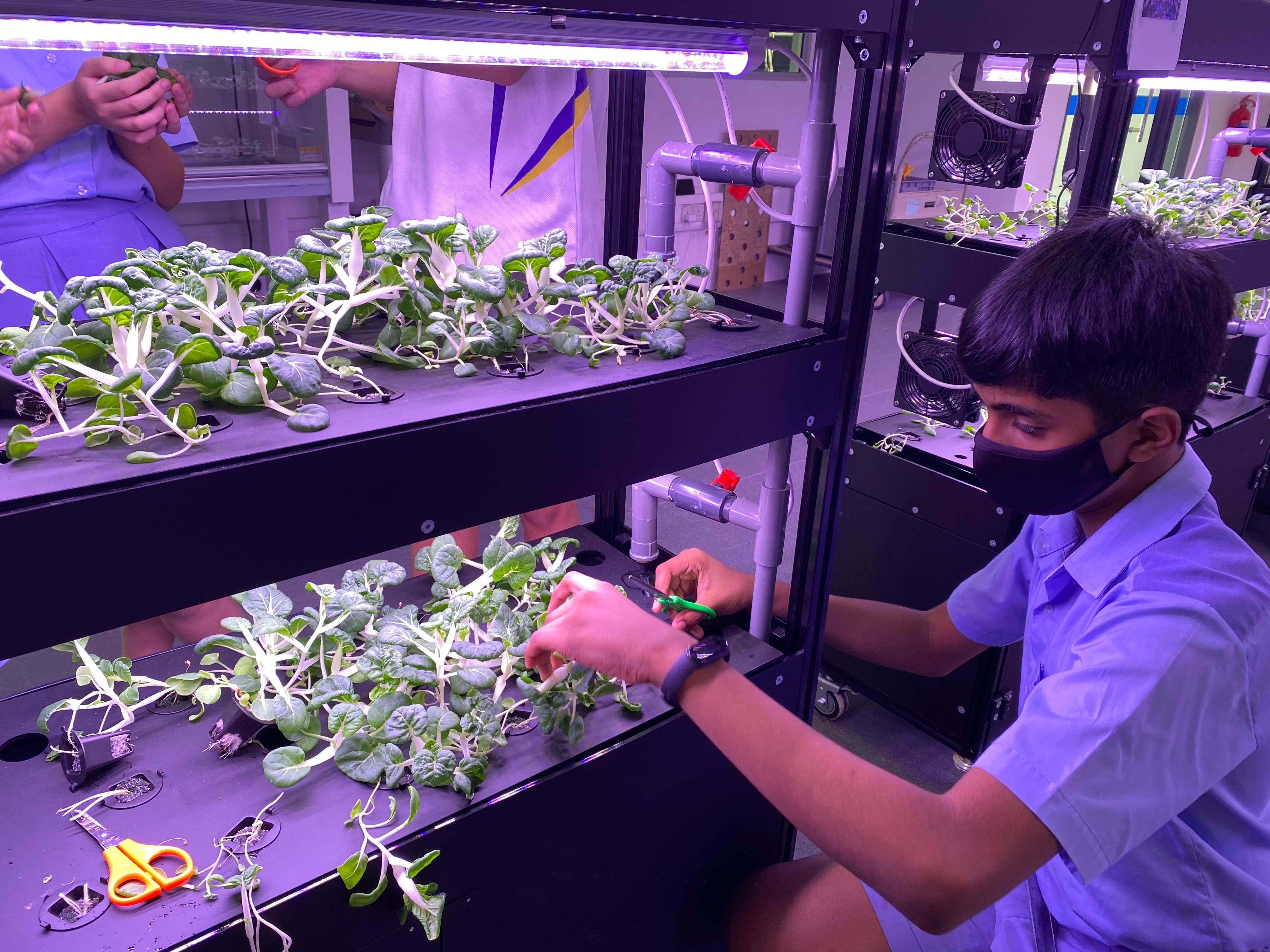 A masked student tends to leafy green plants growing on shelves of an indoor hydroponic unit with purple LED lights.