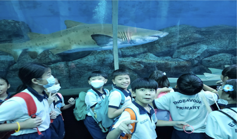 Endeavour Primary school children stand in front of a large aquarium tank with sharks swimming behind the glass.