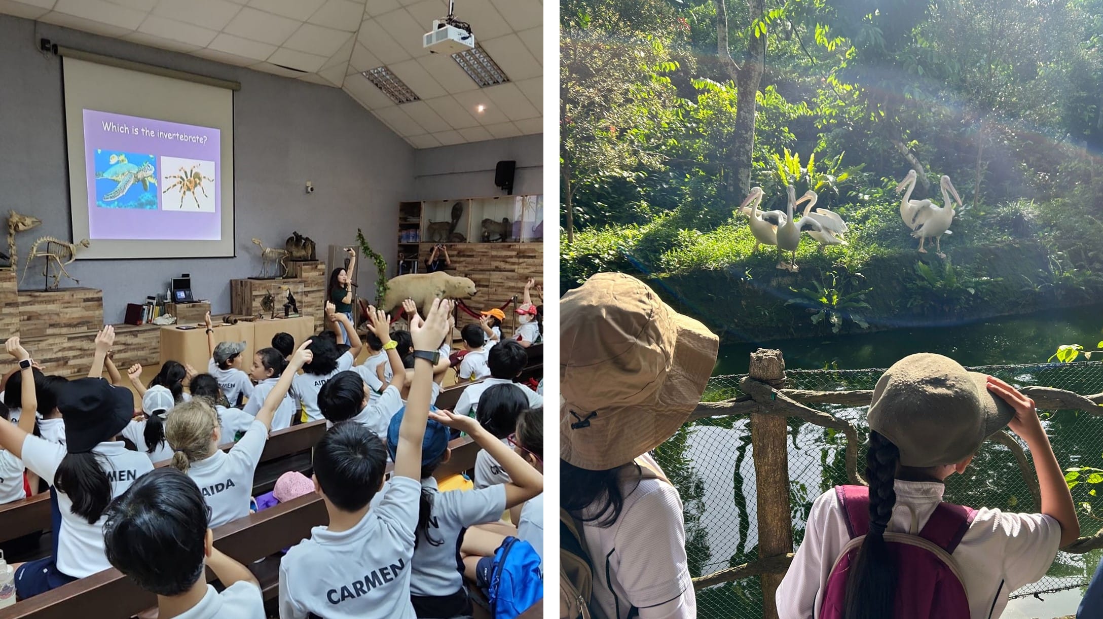 Students in white shirts raise hands during a classroom lesson, while two children in hats observe pelicans at a zoo.