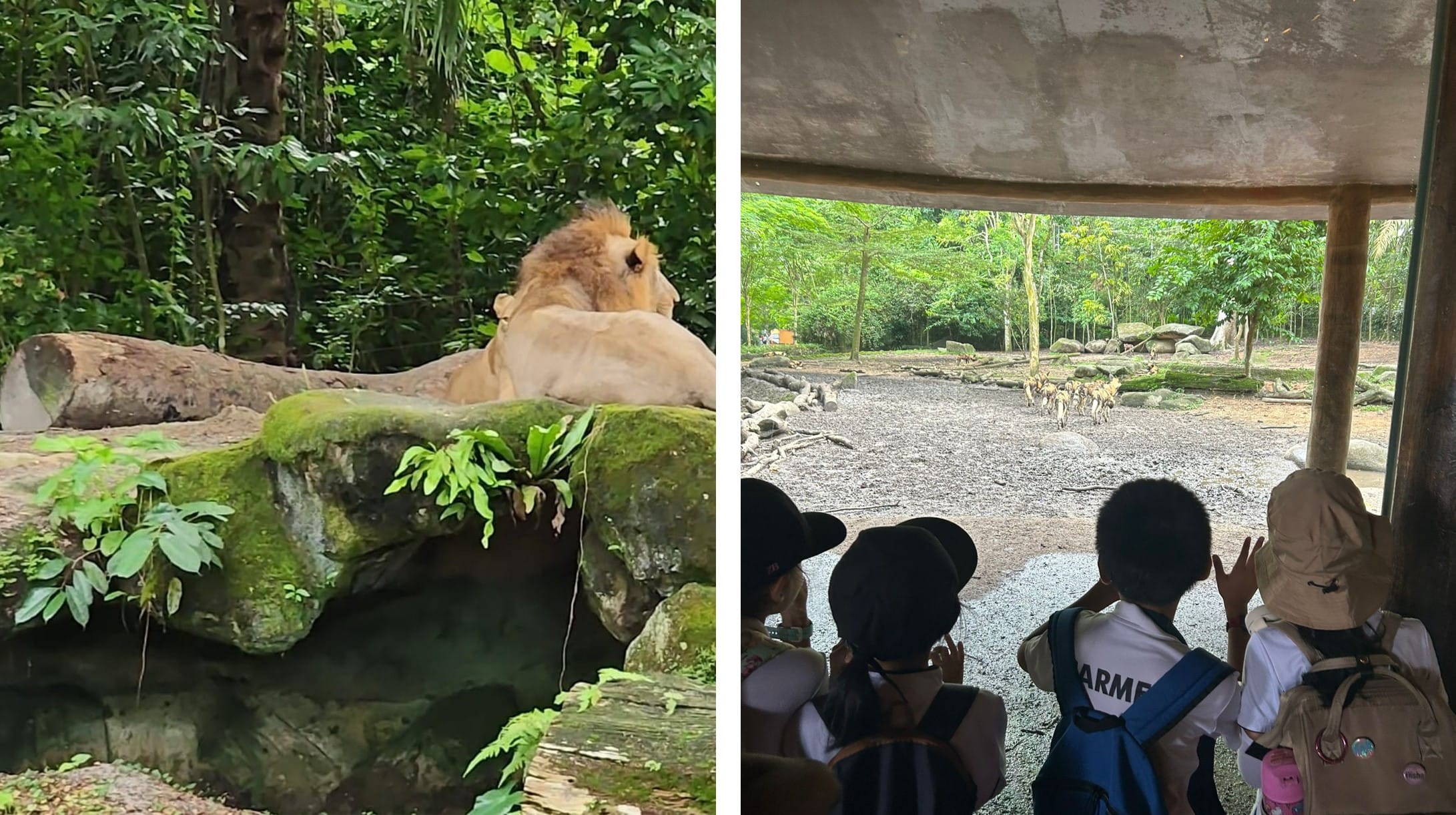 A lion resting on mossy rocks in a zoo, beside children with backpacks watching zebras in a forested enclosure.