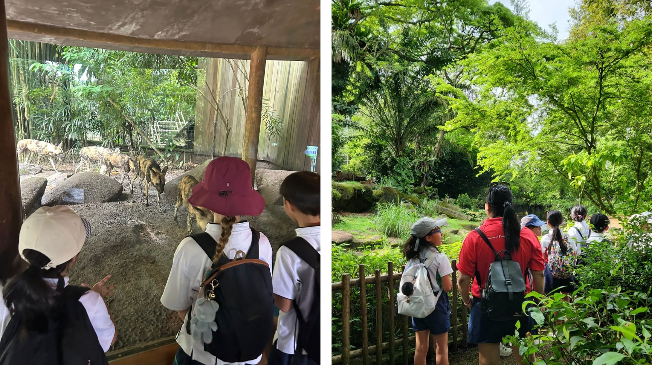 Children with backpacks viewing wild dogs in a zoo enclosure and a lush green outdoor animal habitat.
