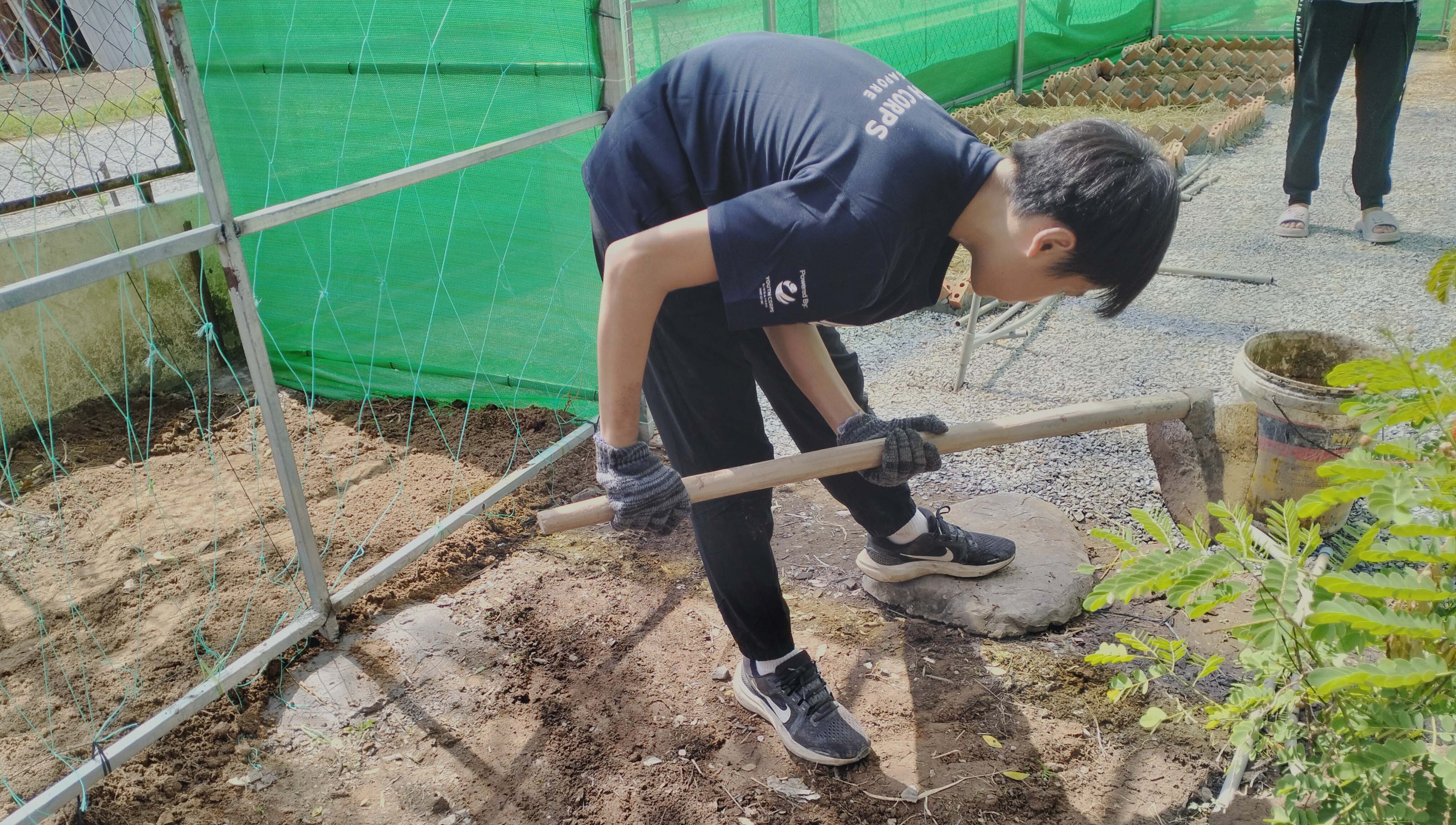 A young person in a dark shirt and gloves bends over, using a long-handled tool to dig soil in a garden.
